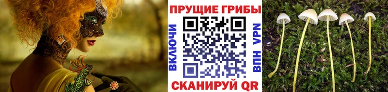 Псилоцибиновые грибы Cubensis Острогожск